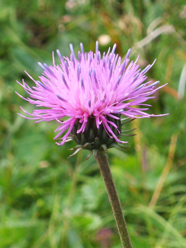 Carduus defloratus